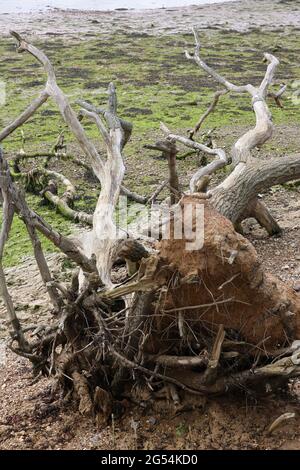 Entwurzelter Baum in Großbritannien gesehen. Stockfoto