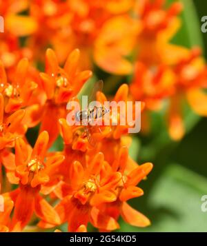 Nahaufnahme einer schwarzen und orangen Syrphid-Fliege (schweben) auf Schmetterlingskraut (Asclepias). Stockfoto