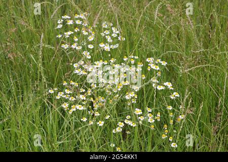 Kamillenpflanzen und Blumen in freier Wildbahn auf einer Wiese in Großbritannien. Stockfoto
