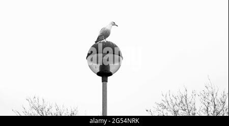 Monochromes Bild einer Möwe, die in Großbritannien auf einem Laternenpfahl sitzt. Stockfoto