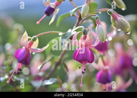 Rosa Fuchsia-Blüten mit Regentropfen, weicher Hintergrund aus nächster Nähe Stockfoto