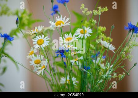 Sommer blüht in einer Vase. Weiße Gänseblümchen und blaue Kornblumen in einer Vase. Mittsommerblüten Stockfoto