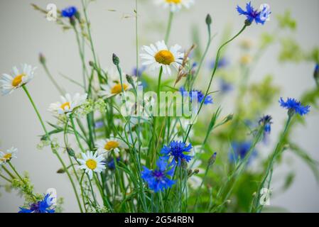 Sommer blüht in einer Vase. Weiße Gänseblümchen und blaue Kornblumen in einer Vase. Mittsommerblüten Stockfoto