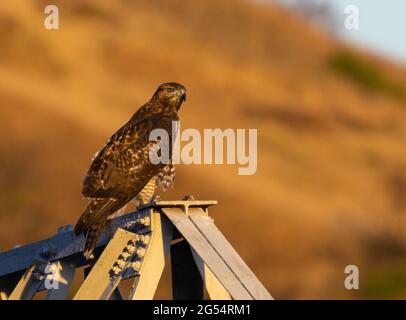 Red Tailed Hawk Stockfoto