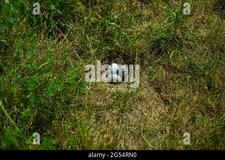 Heringsmöwe, Larus argentatus, nisten mit Eiern im grünen Gras. Stockfoto