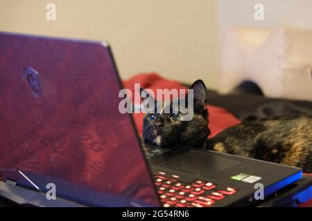 Tortoiseshell Katze liebevoll Blick auf Laptop Stockfoto