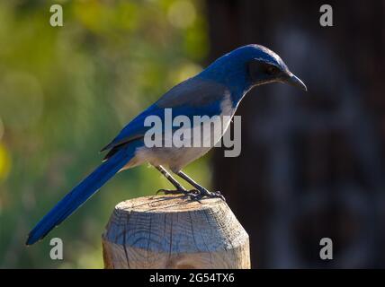 Porträt eines kalifornischen Scrub Jay Stockfoto