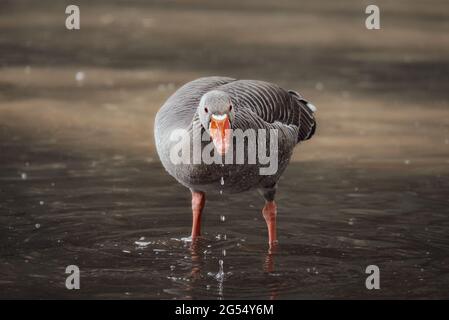 Die Graugans steht im Wasser des Sees und schaut in die Kamera. Graugans, Anser anser. Beecraigs Country Park, Schottland Stockfoto