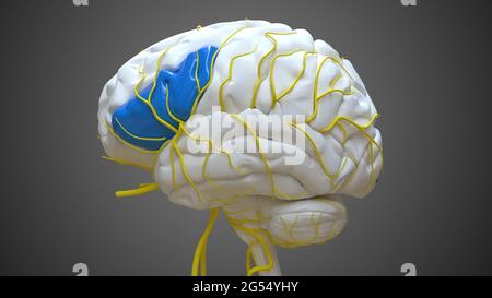 Gehirn inferior frontaler Gyrus Anatomie für Medical Concept 3D Illustration Stockfoto