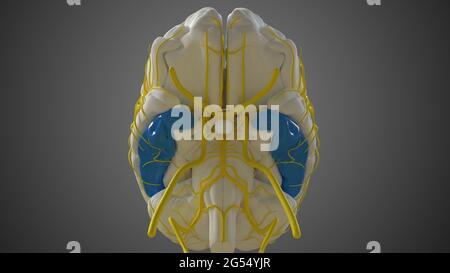 Gehirn inferior temporal Gyrus Anatomy for Medical Concept 3D Illustration Stockfoto