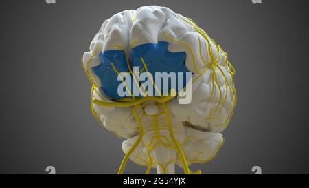 Gehirn Orbital Gyrus Anatomy for Medical Concept 3D Illustration Stockfoto