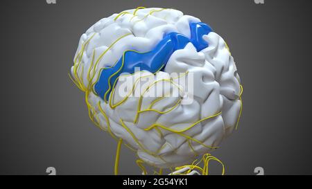 Gehirn postzentralen Gyrus Anatomie für Medical Concept 3D Illustration Stockfoto