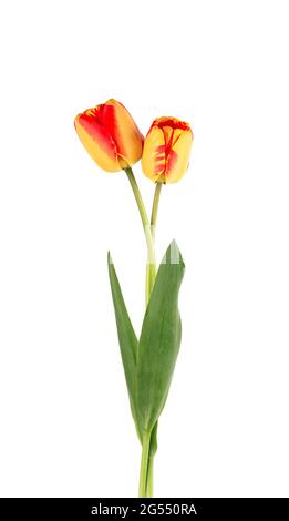 Tulpenblüten mit Blättern, isoliert auf weißem Hintergrund. Wunderschöne Frühlingsblumen. Stockfoto