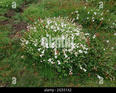 Silene uniflora auch als Sea campion bekannt eine Sommerfrühlingswildblumenpflanze mit einer weiß rosa Sommerblüte, die häufig an Küstenklippen i zu finden ist Stockfoto