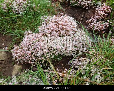 Sedum Album auch bekannt als White Stonecrop eine Sommer-Wildblumenpflanze mit einer weiß-rosa Sommerblume, Stockfoto Stockfoto