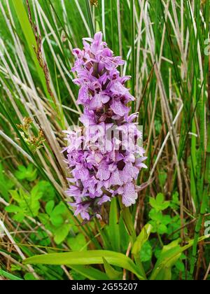 Dactylorhiza praetermissa auch bekannt als Southern Marsh Orchid eine frühmommerliche Wildblumenpflanze mit einer purpurroten Sommerblume, die ein CO ist Stockfoto