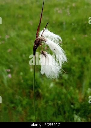 Eriophorum angustifolium, auch bekannt als gewöhnliches Baumwollgras, ist eine Wildblumenpflanze im Frühsommer mit einer weißen Sommerblume, die auch als Baumwollpflanze bekannt ist Stockfoto