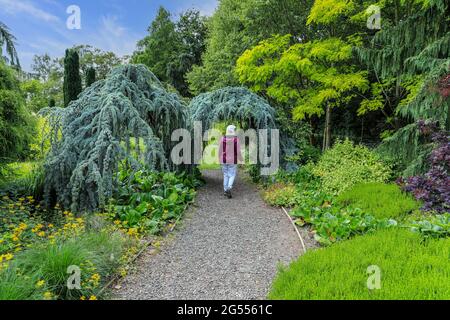 Eine Frau, die unter einer Blauen Atlas-Zedernkonifere (Cedrus atlantica) „Glauca pendula“ einen Bogen bildet, Bressingham Gardens, Diss, Norfolk, England, VEREINIGTES KÖNIGREICH Stockfoto