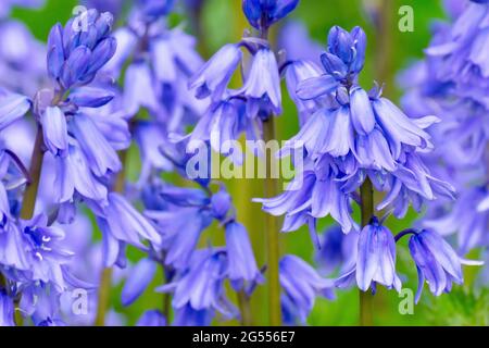 Bluebells oder Wilde Hyazinthen (endymion non-scriptus oder Hyacinthoides non-scripta), Nahaufnahme eines Blütenkeilchens. Stockfoto