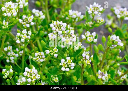 Skorbut-Gras, wahrscheinlich dänisches Skorbut-Gras (cochlearia danica), Nahaufnahme einer Gruppe von Pflanzen mit Blüten, Knospen und Samenkapseln. Stockfoto