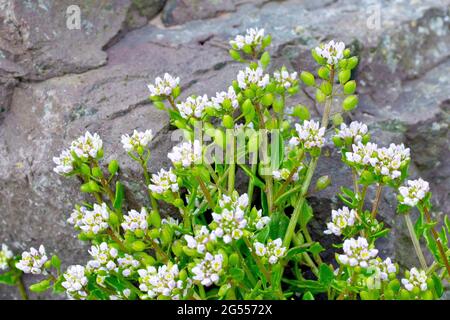 Skorbut-Gras, wahrscheinlich dänisches Skorbut-Gras (cochlearia danica), Nahaufnahme einer Gruppe von Pflanzen mit Blüten, Knospen und Samenkapseln. Stockfoto