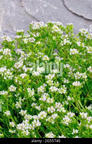 Skorbut-Gras, wahrscheinlich dänisches Skorbut-Gras (cochlearia danica), Nahaufnahme einer Gruppe von Pflanzen mit Blüten, Knospen und Samenkapseln. Stockfoto