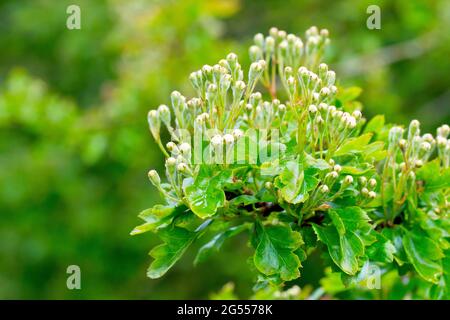 Weißdorn, Weißdorn oder Maibaum (Crataegus monogyna), Nahaufnahme eines mit Blütenknospen bedeckten Astes des Strauches. Stockfoto