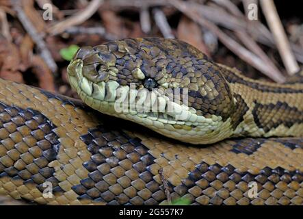 Carpet Python (Morelia spilota variegata) Nahaufnahme des Kopfes eines großen Erwachsenen in Ruhe Tamborine Mountain NP, Queensland, Australien Februar Stockfoto