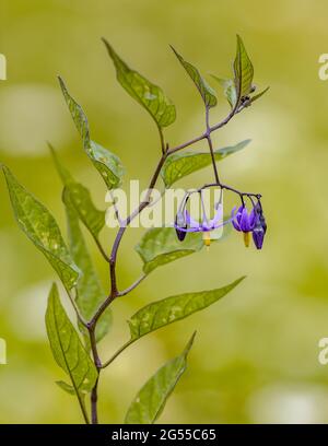 Bittersüßer Nachtschatten (Solanum dulcamara) Pflanze, Blätter und Blüten in Blüte auf ruhigen grünen Hintergrund. Vegetationsszene in der Natur Europas. Der Stockfoto