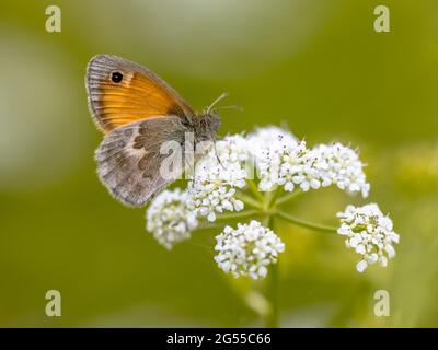 Schmetterling kleine Heide (Coenonympha pamphilus) Fütterung auf weißen Blüten auf grünem Hintergrund. Wildtierszene in der Natur Europas. Niederlande Stockfoto