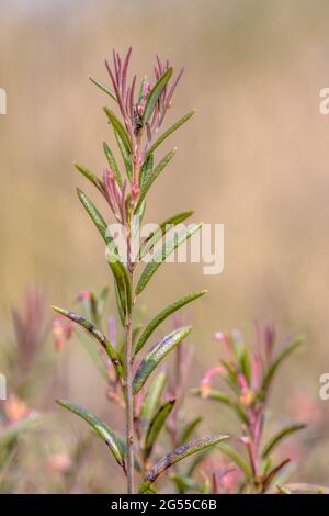 Moor-Rosmarin (Andromeda polifolia) seltene Heidekraut-Arten. Nahaufnahme der Pflanze in Heide mit ruhigem Hintergrund. Wildtierszene in der Natur Europas. Stockfoto