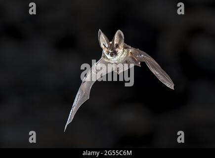 Fliegende Fledermaus auf dunklem Hintergrund. Die graue Langohrfledermaus (Plecotus austriacus) ist eine ziemlich große europäische Fledermaus. Es hat unverwechselbare Ohren, lang und mit einem Stockfoto