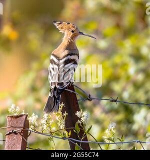 Eurasischer Wiedehopf (Upupa epops) auf Metallstange in natürlicher landwirtschaftlicher Landschaft. Wildtierszene in der Natur. Frankreich Stockfoto