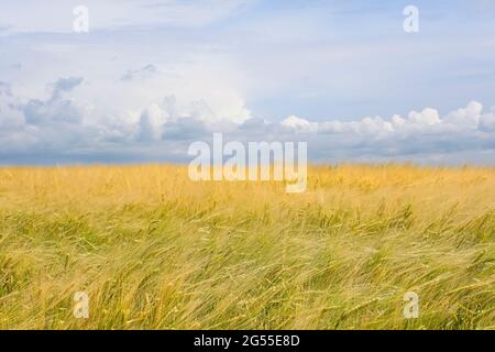 Grünes und gelbes Ackerweizenfeld und dramatischer Himmel. Blick auf grünes Weizenfeld. Im Wind wehen die Ähren aus reifem Weizen Stockfoto