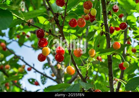 Kirschen auf einem sonnenbeschienenen Baum. Die Kirschen sind noch nicht vollreif. Stockfoto