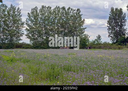 Der Imker kontrolliert seine Bienenstöcke, die sich in der Mitte eines Feldes mit Honigblumen befinden. Stockfoto