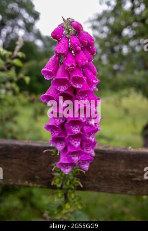 Digitalis purpurea 'Dalmatian Purple' (Dalmatian Series) Fuchshandschuh Stockfoto