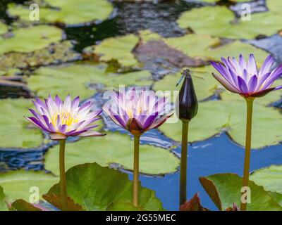 Fliegen Sie auf einer Seerose unter einer Gruppe von Seerosen in einem Teich im Südwesten von Florida USA Stockfoto