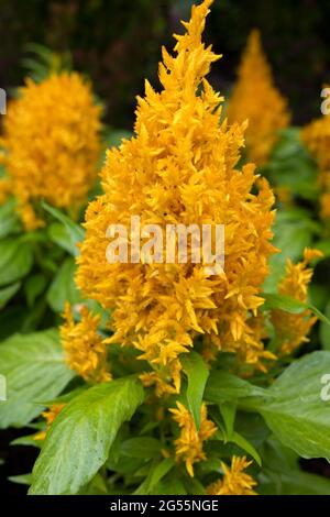 Celosia argentea, allgemein bekannt als der gefleckte Hahnenkamm oder der silberne Hahnenkamm blüht in Nahaufnahme Stockfoto