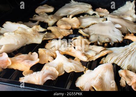 Nahaufnahme von Austernpilzen beim Kochen auf einem Grill. Veganes Lifestyle-Konzept Stockfoto