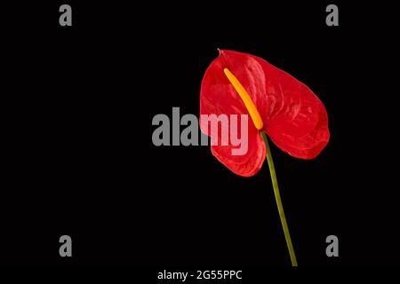 Dunkle Stillleben von leuchtend roten Pflanzenanthurium oder Laceleaf mit langen Stiel isoliert auf einem schwarzen Hintergrund. Leerer Raum für Text Stockfoto