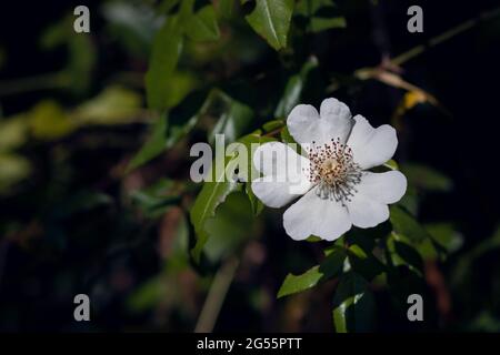 Nahaufnahme einer einzelnen Hunderosenblume oder Rosa Canina mit weißen Blütenblättern, die im Wald wachsen Stockfoto