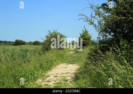 Fußweg durch das Stodmarsh Nature Reserve in der Nähe von Canterbury, Kent, England, Vereinigtes Königreich Stockfoto