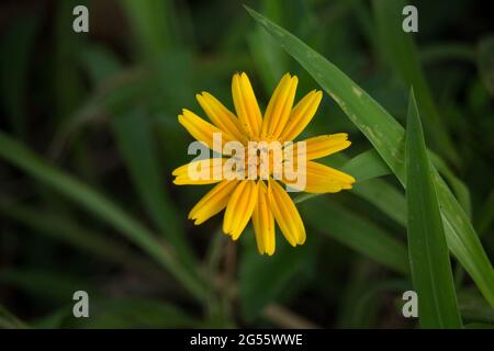 Makro-Details der Sommer Schwefel Cosmos Blume. Stockfoto