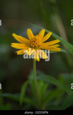 Makro-Details der Sommer Schwefel Cosmos Blume. Stockfoto
