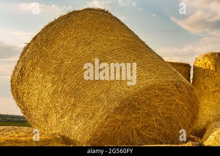 Nach der Weizenernte liegt ein runder Heuhaufen auf anderen Ballen. Die Rollen des goldenen Strohs auf dem Weizenfeld bei Sonnenuntergang auf italienisch. Heuverpackung und Lagerung t Stockfoto