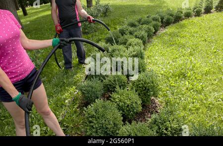 Nahaufnahme einer Frau und eines Mannes, die Pflanzen in einem Stadtpark bewässern. Die Stadtverwaltung führt Arbeiten zur Erhaltung von Grünflächen durch. Stockfoto