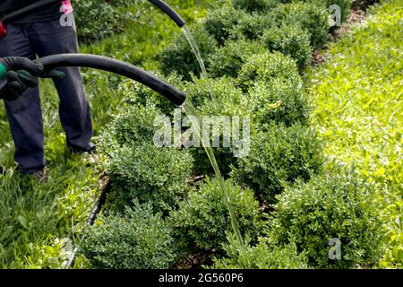 Nahaufnahme eines man-Schlauchs, der Pflanzen in einem Stadtpark wässert. Die Stadtverwaltung führt Arbeiten zur Erhaltung von Grünflächen durch. Stockfoto