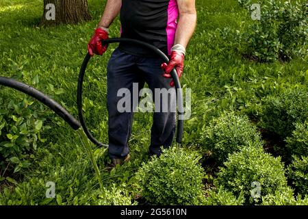 Nahaufnahme eines man-Schlauchs, der Pflanzen in einem Stadtpark wässert. Die Stadtverwaltung führt Arbeiten zur Erhaltung von Grünflächen durch. Stockfoto