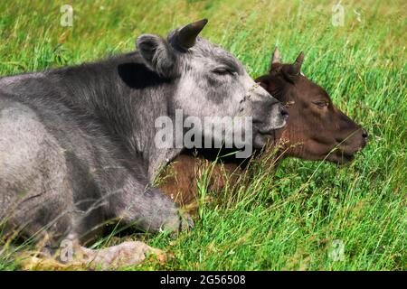 Zwei Kühe auf der Weide liegen schluchzend aneinander Stockfoto